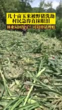 城口几十亩庄稼遭野猪洗劫 林业局：可申请理赔