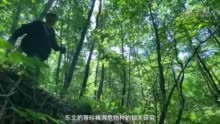 新华全媒+｜东北虎豹国家公园：野生东北虎数量5年增长近一倍