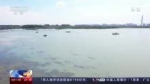 守护好一湖绿水！上海清理泛滥的水生植物 改善河湖生态环境