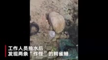 那么问题来了，引发全网关注的鳄雀鳝能吃吗？