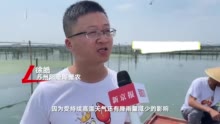 高温影响阳澄湖大闸蟹生长，将缺席中秋餐桌丨视频