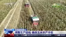 在希望的田野上 | 陕西渭南调整生产结构 确保玉米丰产丰收