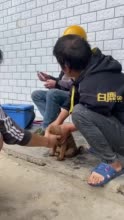 贴心！重庆一村免费给全村狗狗打狂犬疫苗