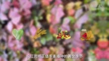 原创动画｜霜降节气知识科普