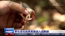 国家一级保护野生植物野生绒毛皂荚荚果进入成熟期