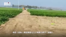 曹县回应货车防疫加码致蔬菜滞销：帮菜农打时间差卖菜 曹县称无涉疫风险货车拉菜不隔离