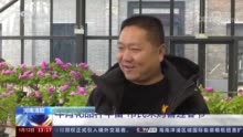 年宵花品种丰富 市民采购喜迎春节