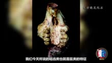 李茜：兔年说兔，谁是地球上兔子的“老祖先”？| 东西问·解码兔年