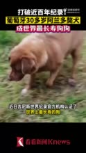 打破近百年记录 葡萄牙30岁阿兰多獒犬成世界最长寿的狗