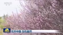 惊艳！梅州“梅景”登上央视《新闻联播》