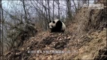 这是什么运气？！四川一村民上山偶遇野生大熊猫拍下同框照