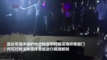 侏儒抹香鲸搁浅死亡，背后原因令人心痛！我们该如何减少海洋垃圾？