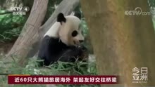 旅美大熊猫“丫丫”即将回国！中方专家组：除皮肤病导致的毛发脱落外，食欲良好