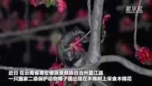 早fun丨“生椰拿铁”？产咖啡的椰子猫半夜在云南采花