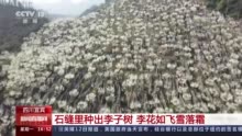 喀斯特地貌山村石缝里种出李子树 勤劳致富赢赞赏