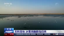 新疆龙驹湿地冰雪消融 候鸟陆续归来享受惬意时刻