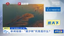 超壮观！海滩上出现巨型“潮汐树”，怎么来的？