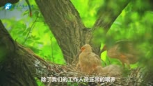 今年河南董寨“鸟中大熊猫”已产3卵，静待首只朱鹮宝宝破壳