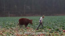 我国单机容量最大山地风电项目三峡能源云南弥勒西项目全容量并网发电