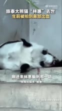 动物园称大熊猫林惠确切死因待调查 它是两国亲善大使，价值无法估量