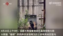 成都基地回应大熊猫福禄疑似淋雨：中间存在时间差，它身体健康，情绪平稳