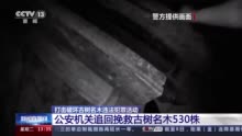 福建破获特大破坏古树案：犯罪团伙人为毒死古樟树，骗取采伐许可证