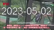 上海遛狗打人者已被刑拘 只因6岁男孩指出遛狗不拴绳