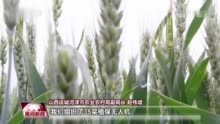 “稻茬小麦”获丰收 新技术促增产增效