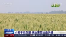 小满节气将至 夏收夏种农事忙