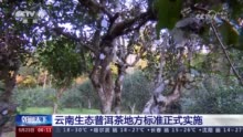 云南生态普洱茶地方标准正式实施 茶农获得更多实惠