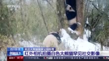 视频丨白色野生大熊猫正脸首次公开，与正常熊猫一起栖居