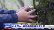 视频丨白色野生大熊猫正脸首次公开，与正常熊猫一起栖居