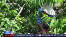 小麦待收+鲜果上市 各地夏收夏种夏管火热进行中