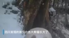 没有“黑眼圈”的大熊猫什么样？四川发现首只白色大熊猫长大了