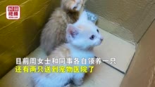 男子大扫除听到猫叫凿开墙壁救出4只小奶猫 拍摄者：猫妈妈可能是从棚顶爬进去生的