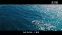 微视频｜海洋之声 - 西部网（陕西新闻网）