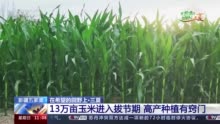 新疆五家渠13万亩玉米进入拔节期 高产种植有窍门