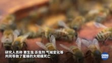 人类粮食安全被各种动物拿捏着 美国蜜蜂死亡率达历史第二高