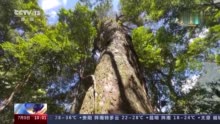 神奇生物在哪里？来看海南热带雨林国家公园动植物资源宝库