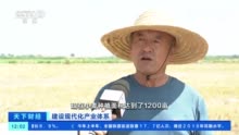 山东东营盐碱地亩产一千斤小麦 改造1亿亩盐碱地相当于增加2500万亩耕地