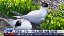 生态保护工作见成效 福建连江观测到世界珍稀候鸟且数量创新高