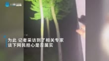 过度捕捉知了会破坏生态？林学院教授：一举三得 提倡去抓