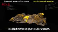 从细胞到淋巴管，科学家研发出革命性全身三维成像技术让小鼠全身无死角