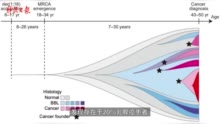 科学新发现｜乳腺癌患者或早在6岁就发生了常见染色体重排驱动突变