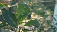 全球变暖使植物更难吸收二氧化碳