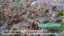 江西芦溪：林下种植金线莲 特色产业助振兴