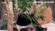 旅马大熊猫“谊谊”“升谊”要回家了 大熊猫保护研究中心已做好迎接准备