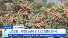 黄河岸边椒香浓 花椒树成为农民增收“幸福树”