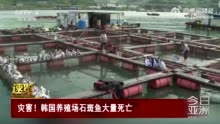 受日本核污染水排海和水温升高影响，韩国近期大量石斑鱼死亡