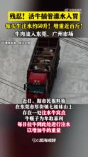 残忍！活牛2分钟被强行灌水近50升：注水牛肉流入东莞、广州市场